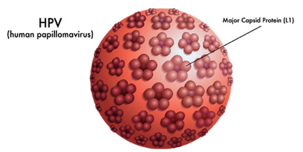 مجموعه HPV real time PCR