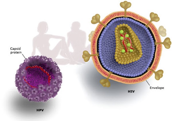 کیت ریل تایم پی سی آر  HPV