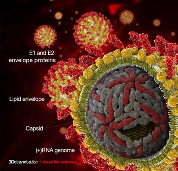 مجموعه HCV Real time PCR